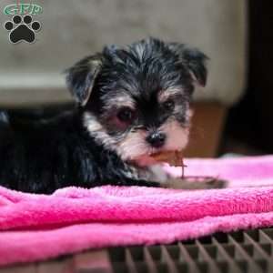 Pumpkin, Morkie / Yorktese Puppy